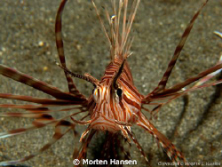 Small lionfish resting on the bottom of Jepun in Padang B... by Morten Hansen 